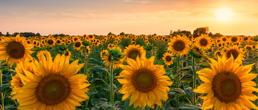 Sunflowers in a field